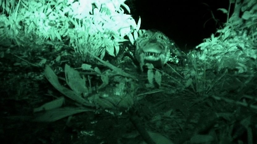 Infra-red picture of a massive black caiman