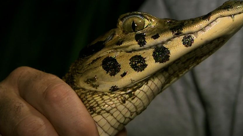A young black caiman