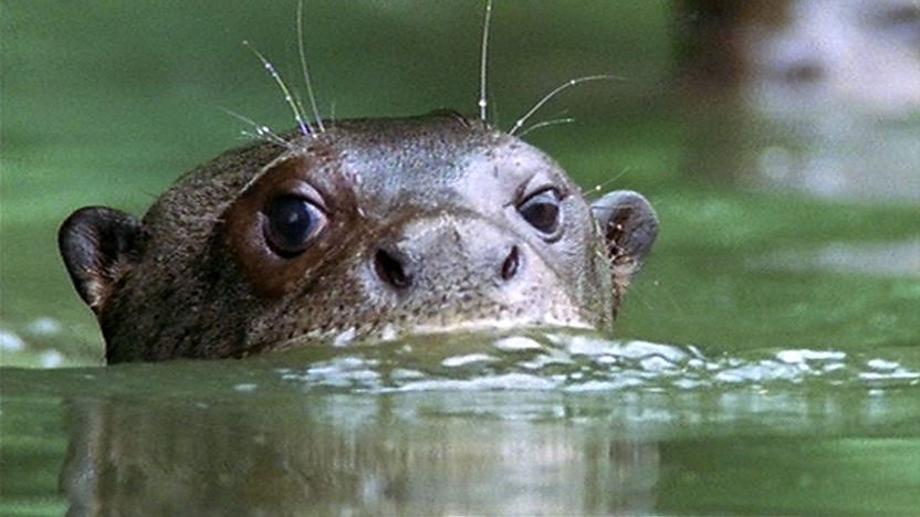 Giant otter with its head poking above a river