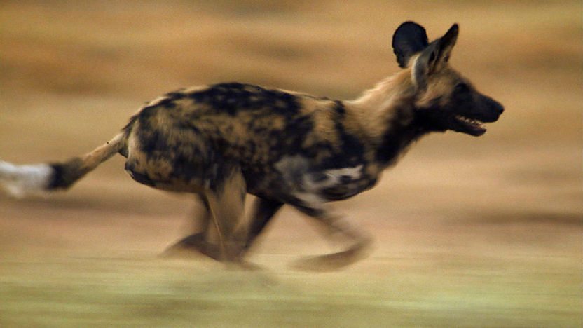 A wild dog running.
