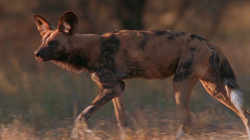 A wild dog in the Savanna.