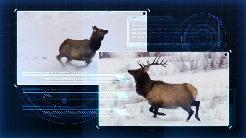 A female deer and male deer against a high tech computer style background.