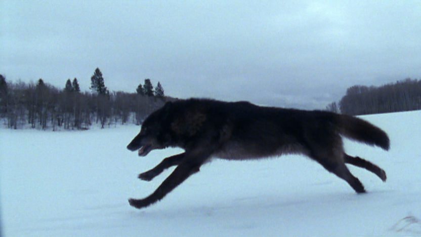 A wolf running across a snowy landscape.