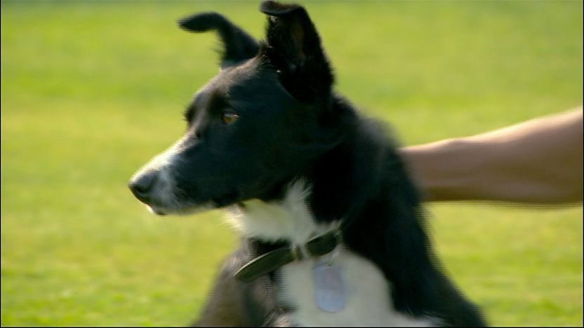 Nelly the dog