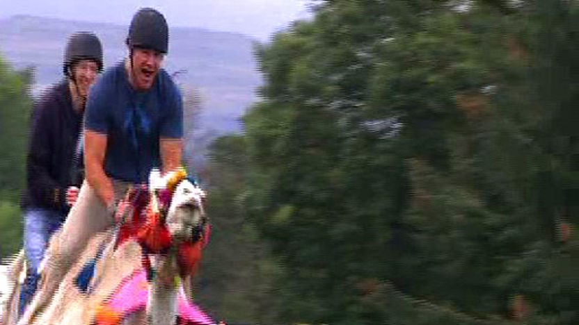 Steve Backshall and Andy Murray racing on camels