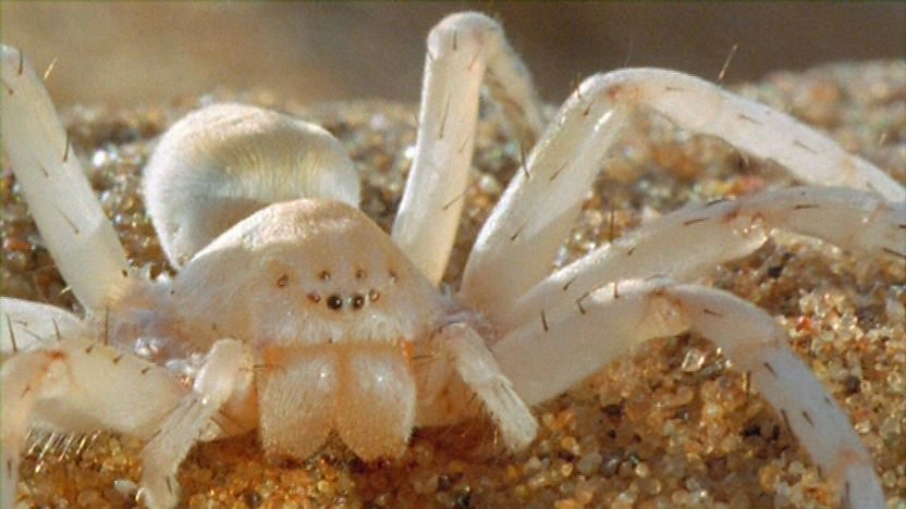 The Spoor Spider in the desert.