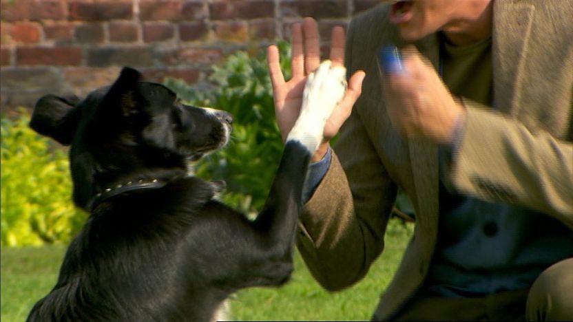 Nelly the dog giving Zak a high-five