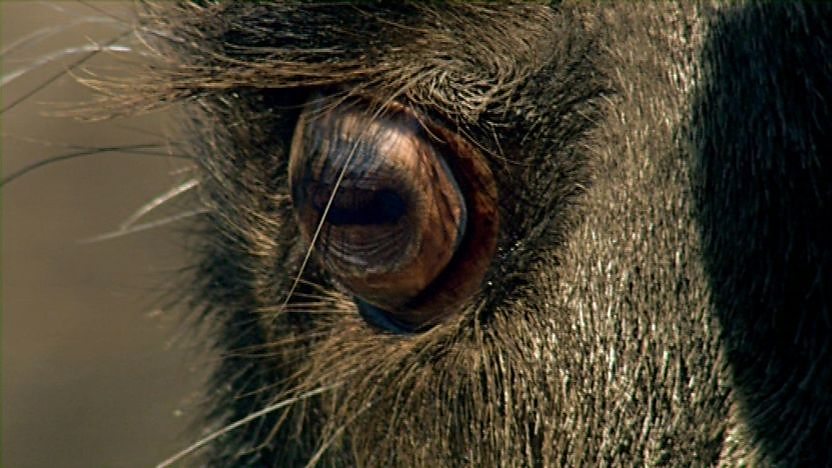 The eye of a wildebeest.