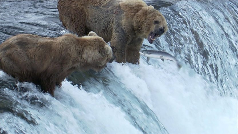 Two grizzly bears catching salmon in a river.