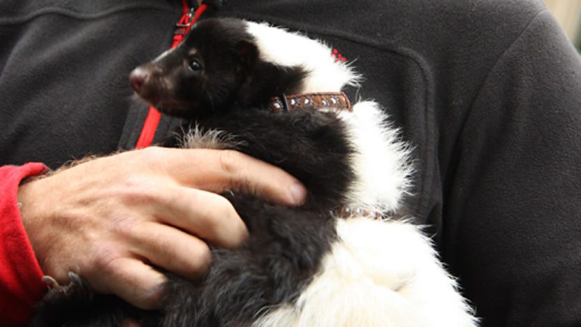 Skunk
