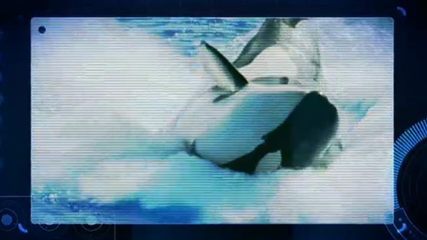 A Killer Whale.