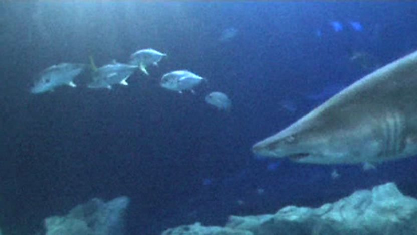 Sand tiger shark with fish