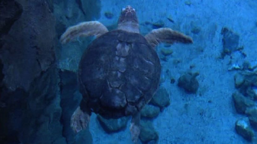Snorkel the loggerhead turtle