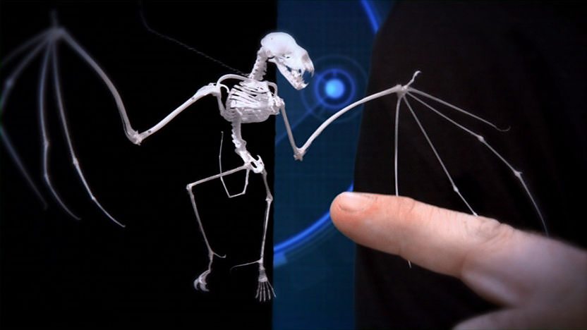 A bat skeleton.