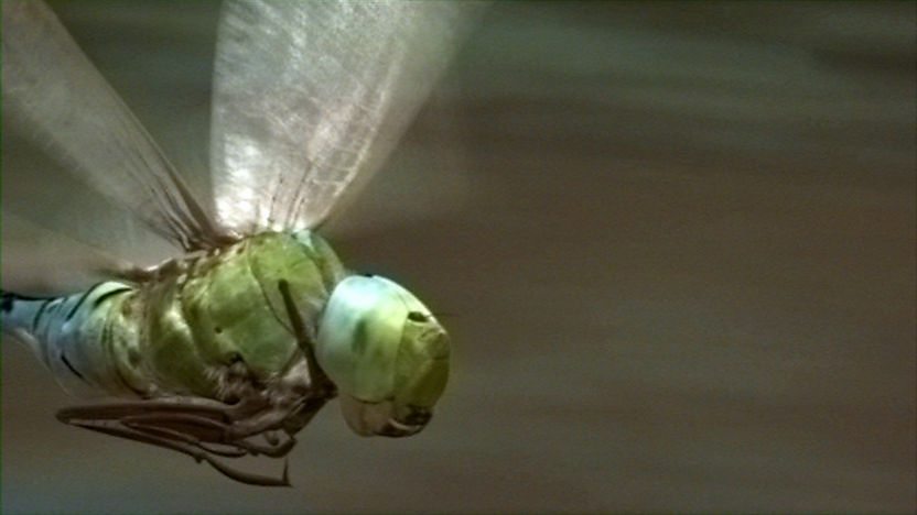 A drangonfly.