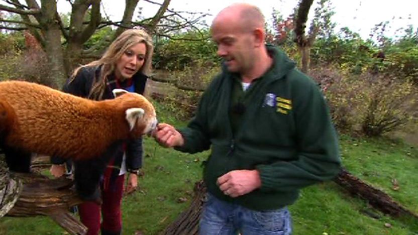 Naomi with a red panda and his keeper