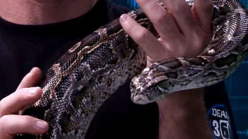 A python.