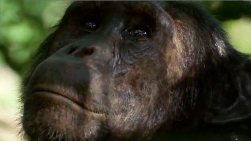 A Chimpanzee.
