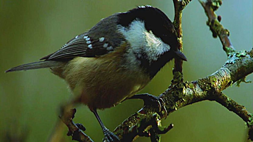 Bird sitting on a branch