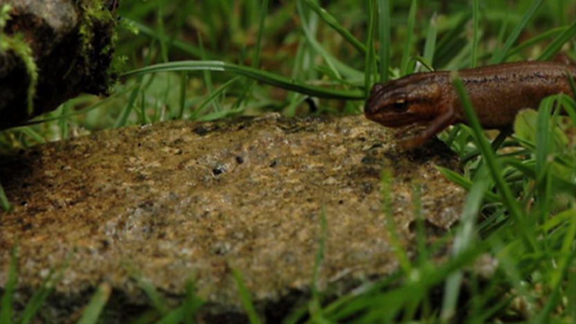 Close up of a pond with an amphibian walking on a rock