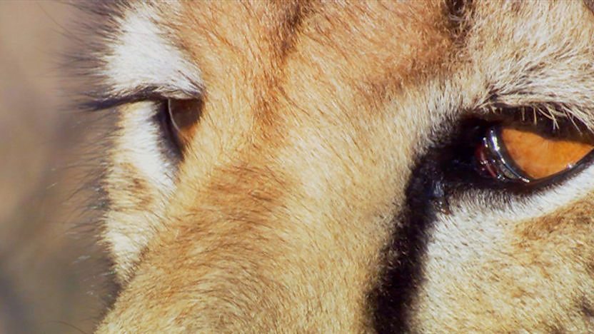 A cheetah's eyes.