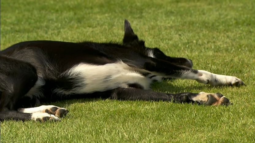 dog lying on ground