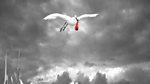 The Stork