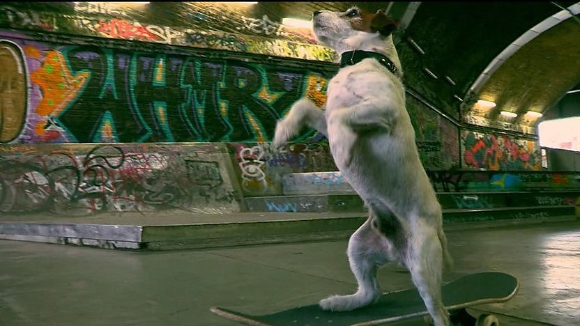 Uggie, a small dog standing up while on a skateboard.