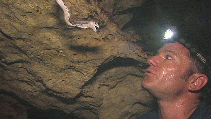 Steve Backshall looking at a snake in a cave