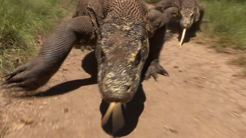 A komodo dragon running