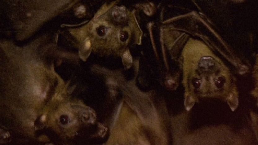 Fruit bats in a cave