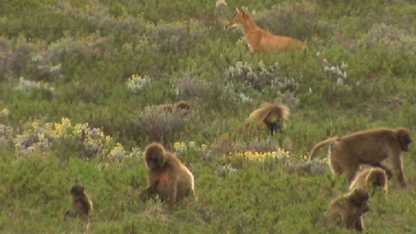 Ethiopian wolf amongst baboons