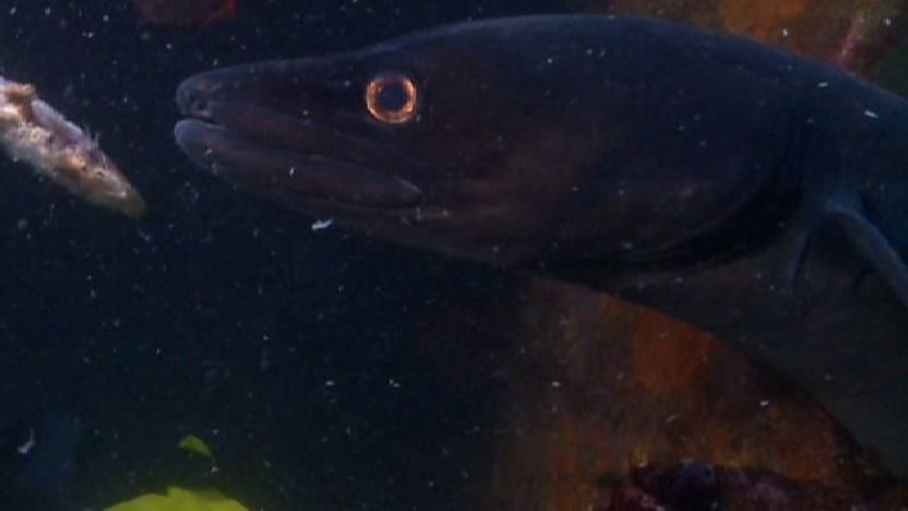 Conger eel