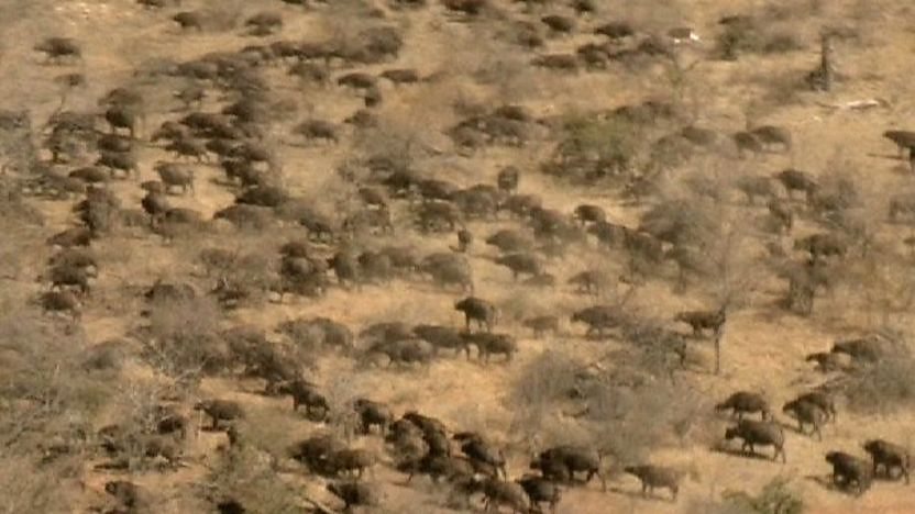 Massive herd of cape buffalo