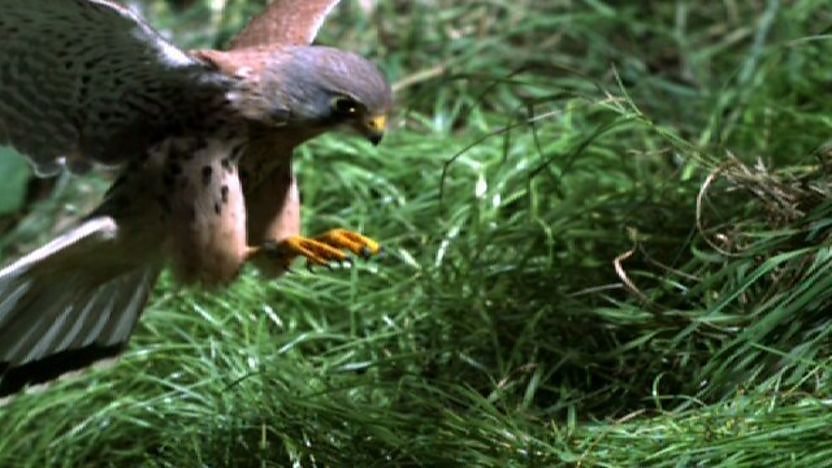 A kestrel swooping