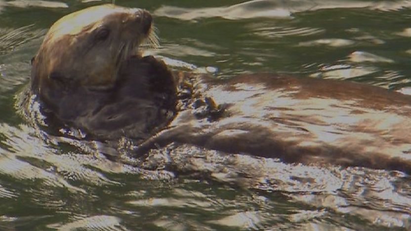 Sea otter