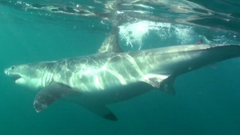 Great white shark