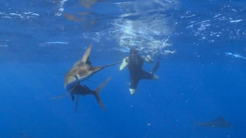 Steve dives with sailfish