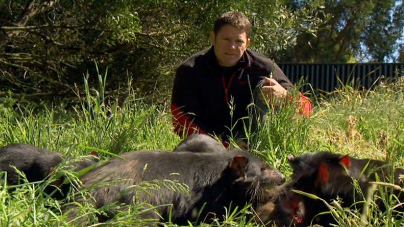 Tasmanian Devil