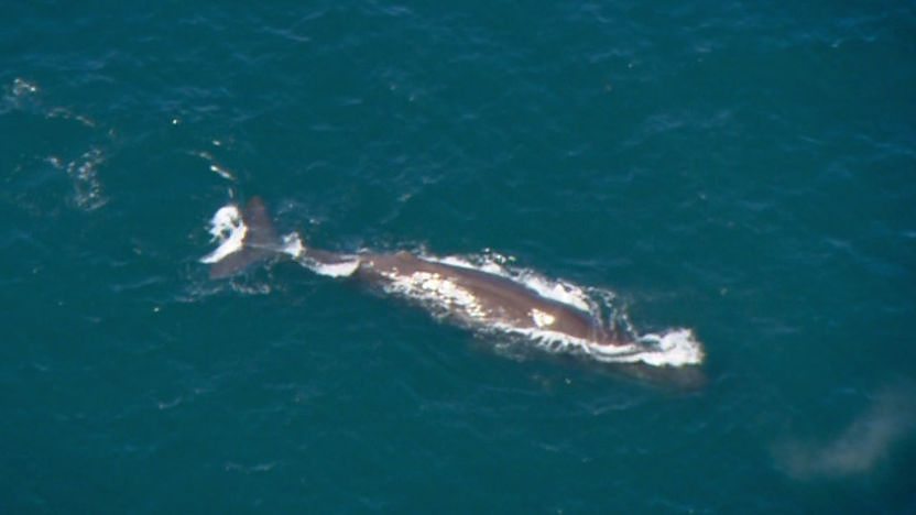sperm whale