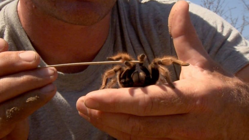 Baboon spider