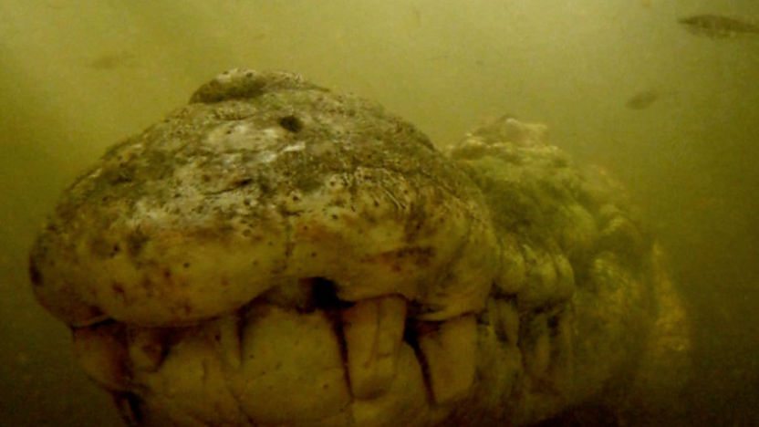 Crocodile Bite Test