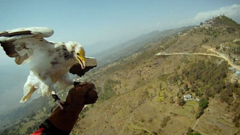 Flying with a vulture