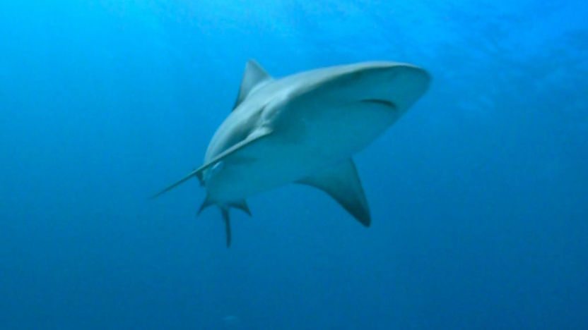 Bull shark 