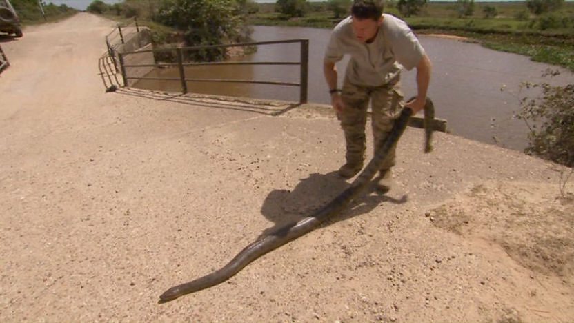 Green anaconda