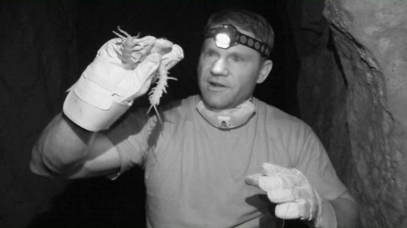 Giant scolopendra