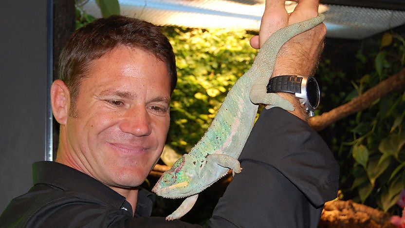 How do a chameleon's eyes work?