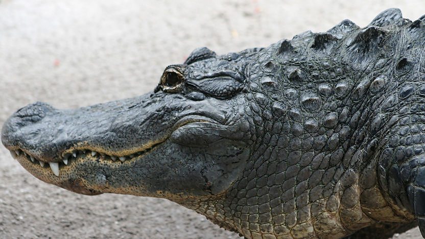 Wild alligator swim
