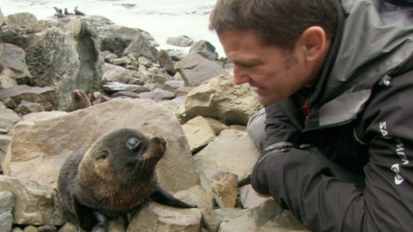 Steve meets a v cute seal pup