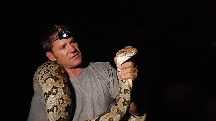 Rock python tussle